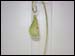 CW-FRT179D Minature Frosted Pear Slice