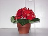 KK-10029-RD Red Potted Hydrangea